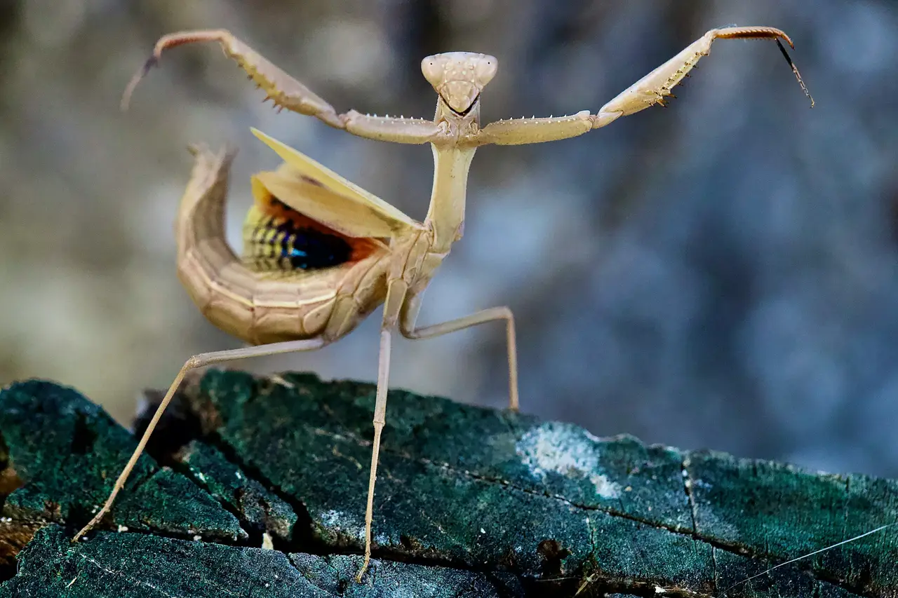A praying mantis with raised forelegs on a mossy log